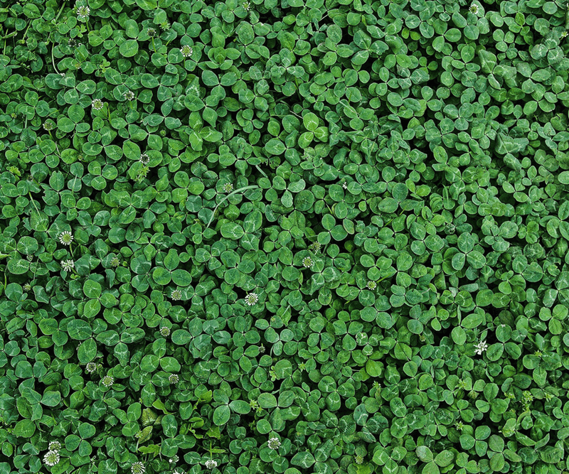 Clover Helps Improve Soil And Garden Biodiversity