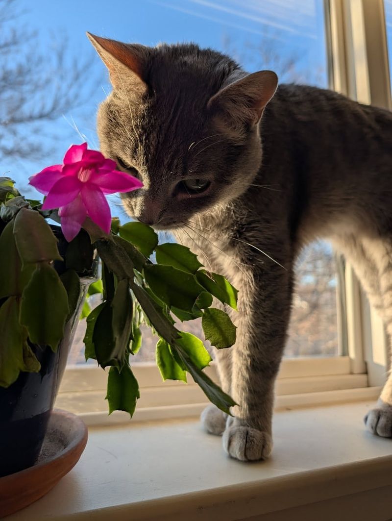Christmas Cactus (Schlumbergera spp.)