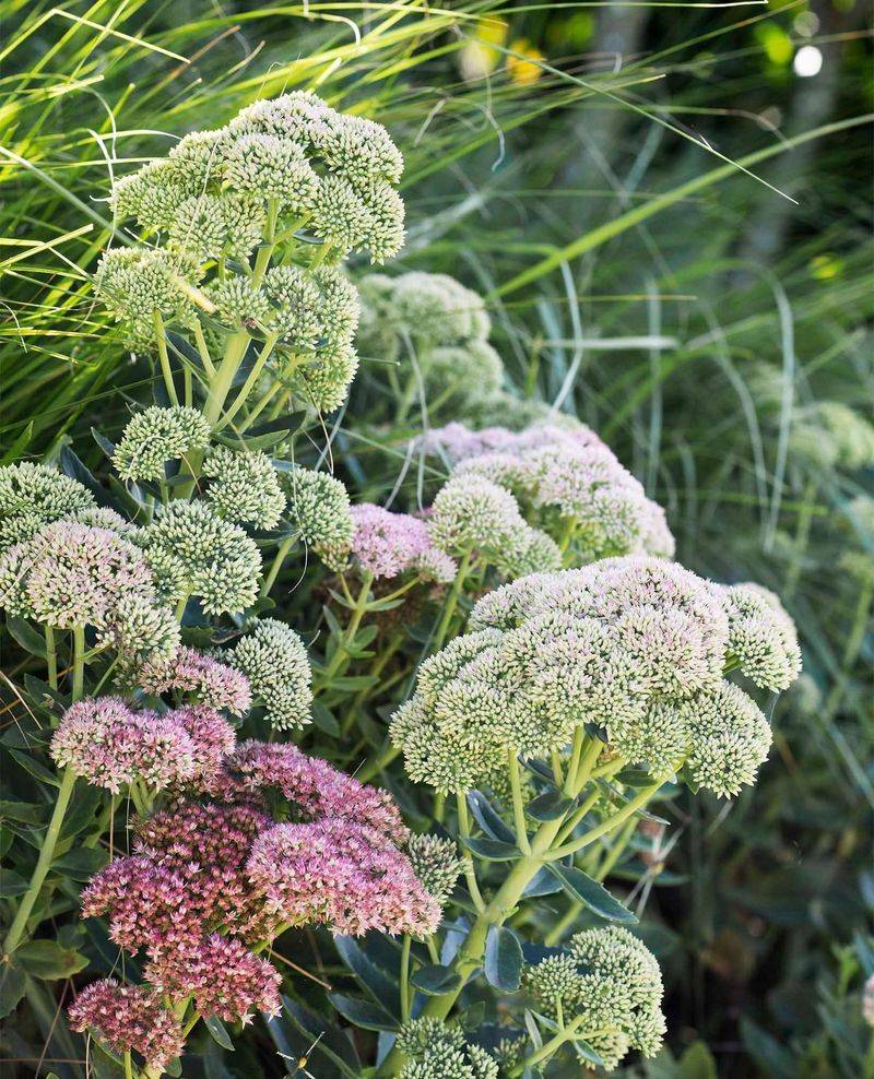 Sedum (Sedum 'Autumn Joy')