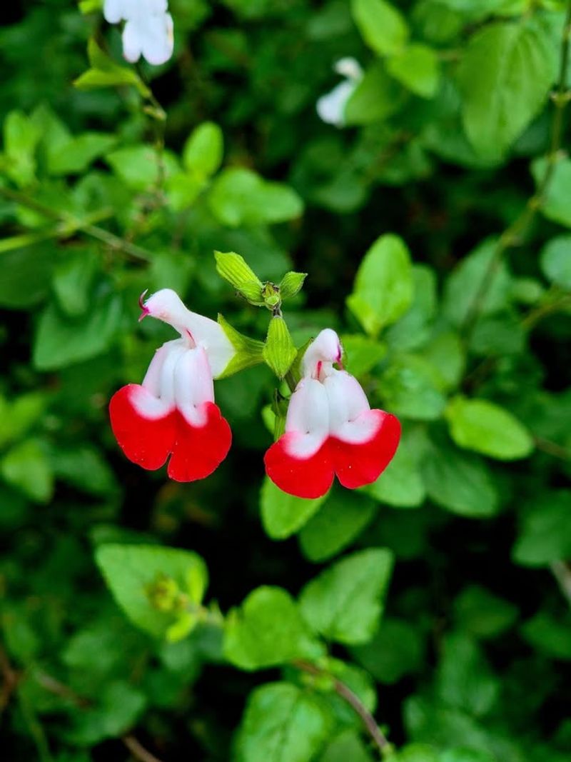 Salvia 'Hot Lips' (Salvia microphylla)