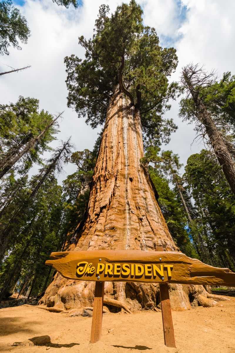 The President, One Of The Oldest Giant Sequoias (Sequoia National Park)