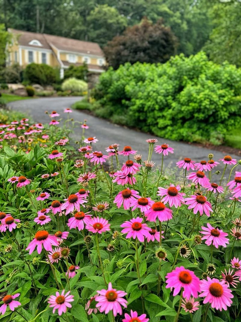Bright Summer Flowers Encourage Joy Through Coneflowers