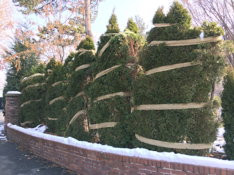 Tie Upright Evergreens With Soft Support