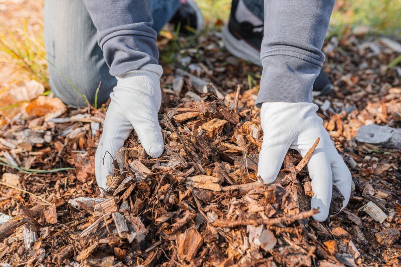 Apply Mulch To Protect And Improve Soil Quality
