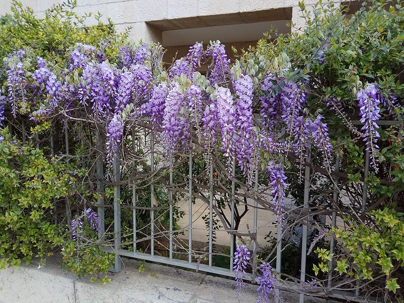 Wisteria Loves To Climb But Hates Being Stuck In Pots