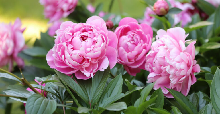 Georgia Gardeners Should Think Twice Before Growing These 9 Perennials In Containers