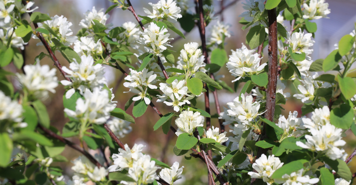 plants (featured image)