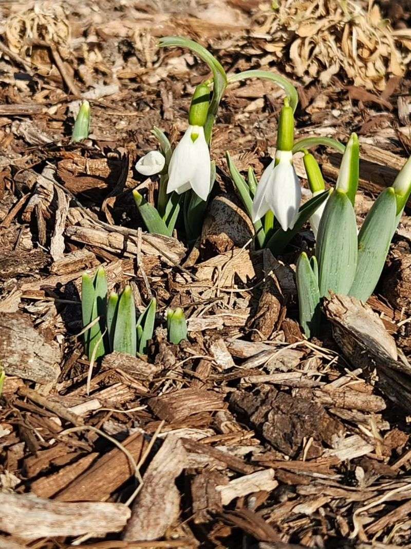 Most Spring Bulbs Can Handle Light Frost