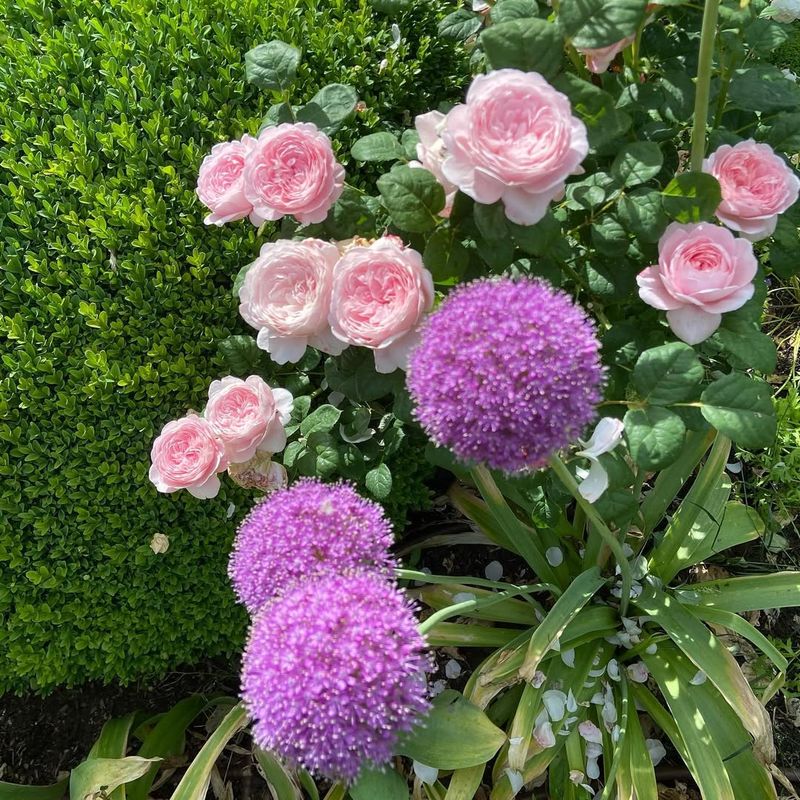 Allium (Ornamental onion)