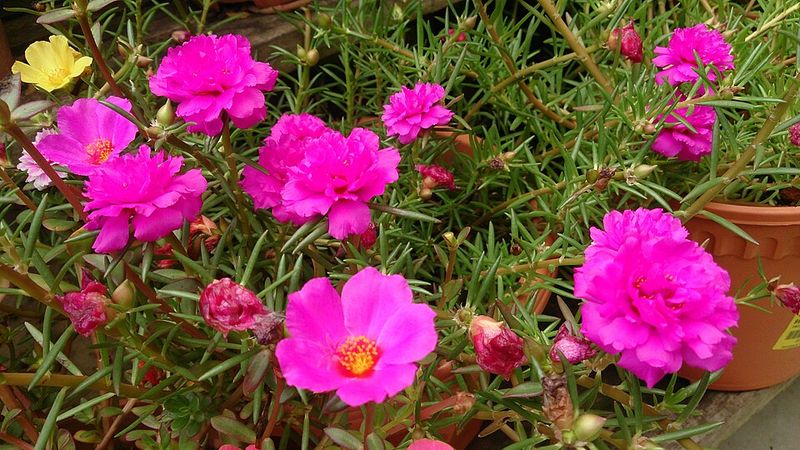 Portulaca (Moss Rose)