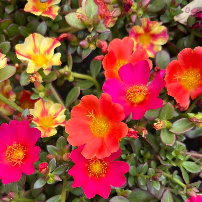 Portulaca That Soaks Up Sun And Thrives In Dry Pots