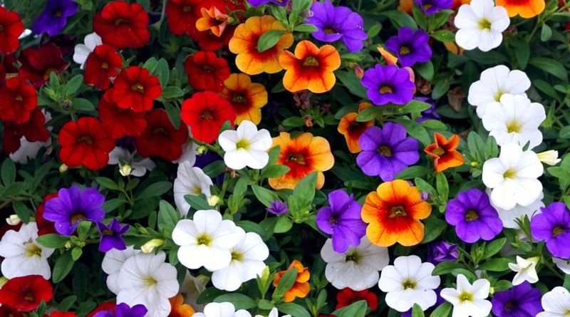 Calibrachoa Spills Over With Cascades Of Color