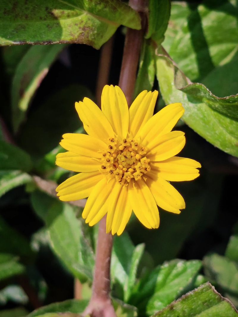 Wedelia Spills Beautifully Over Pots In Bright Arizona Light