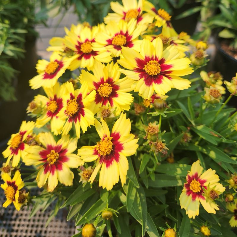 Coreopsis Pops With Color