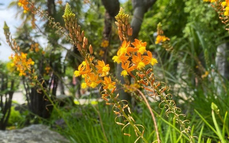Bulbine Thrives In Heat And Sun