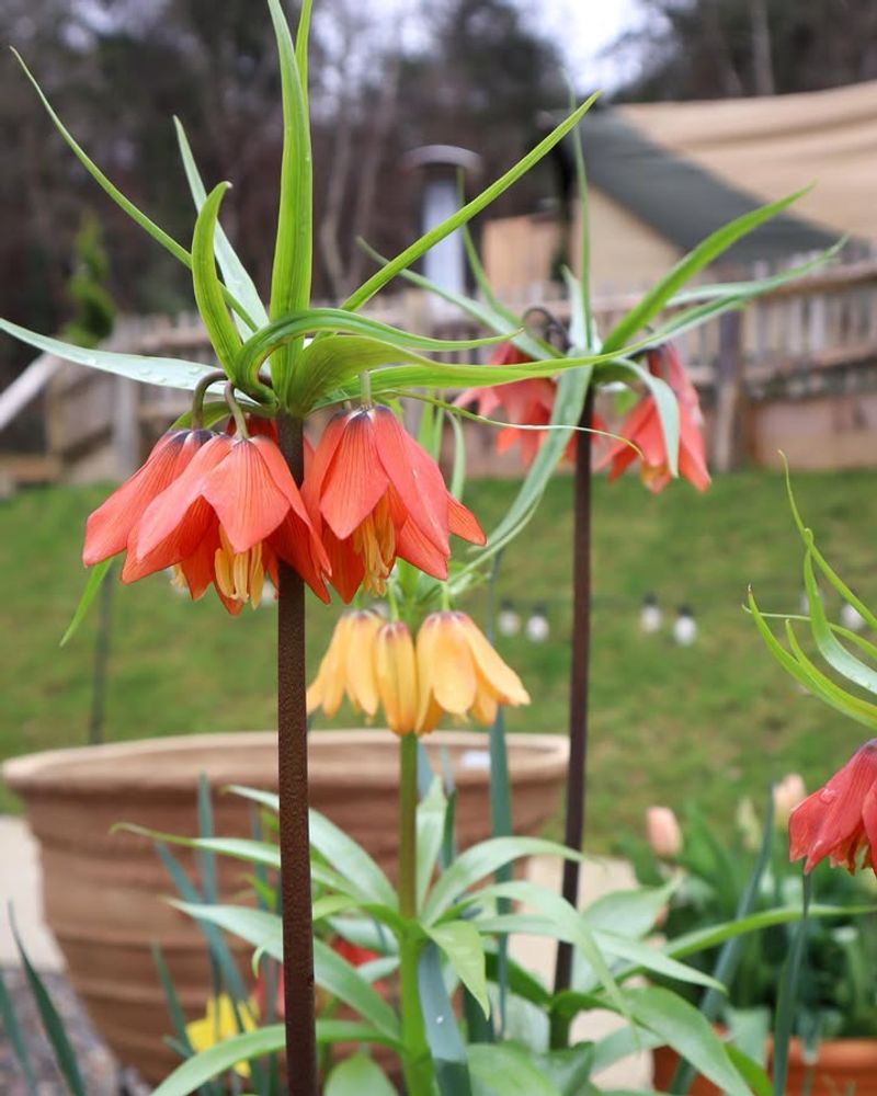 Crown Imperial Creates Bold Orange Spring Blooms