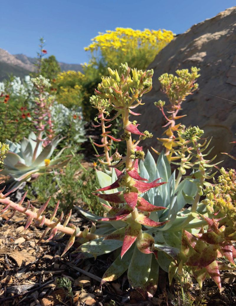 Dudleya / Liveforever Succulents (Dudleya spp.)