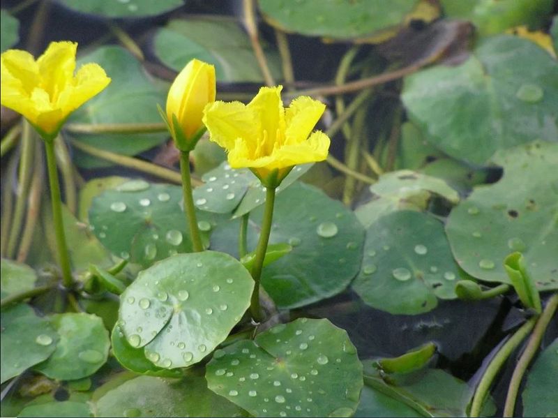 Yellow Floating Heart (Nymphoides peltata)