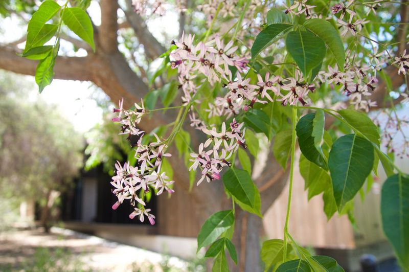 Chinaberry Tree (Melia Azedarach)