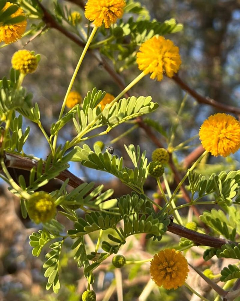 Camelthorn Takes Over Quickly And It's Prohibited In Arizona Yards