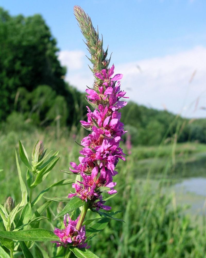 Purple Loosestrife 