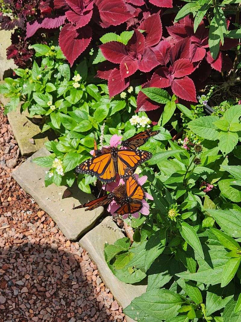 Smith-Gilbert Gardens Combines Whimsical Art With Intimate Blooms