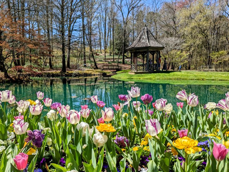 When The Bloom Reaches Its Most Spectacular Moment