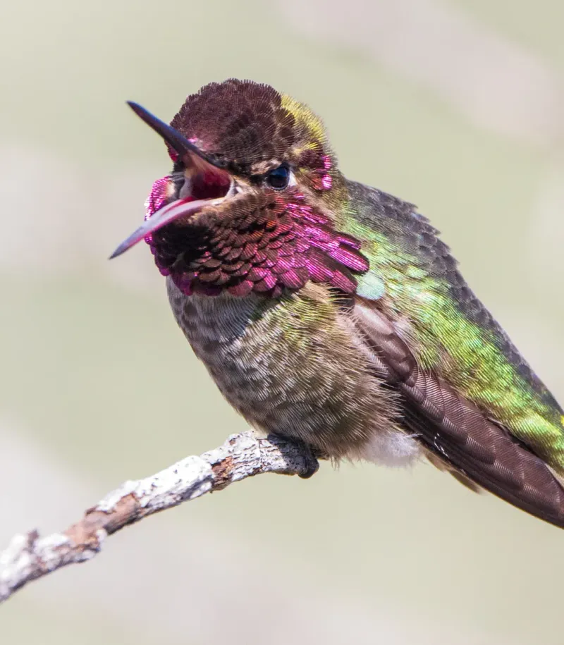 Anna's Hummingbird Courtship Displays Become More Noticeable