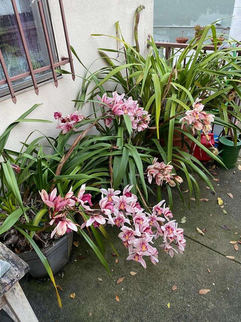 Protect Orchids From Harsh Afternoon Sun
