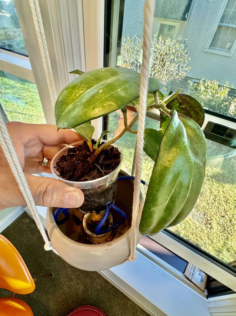 Let Soil Dry Between Waterings