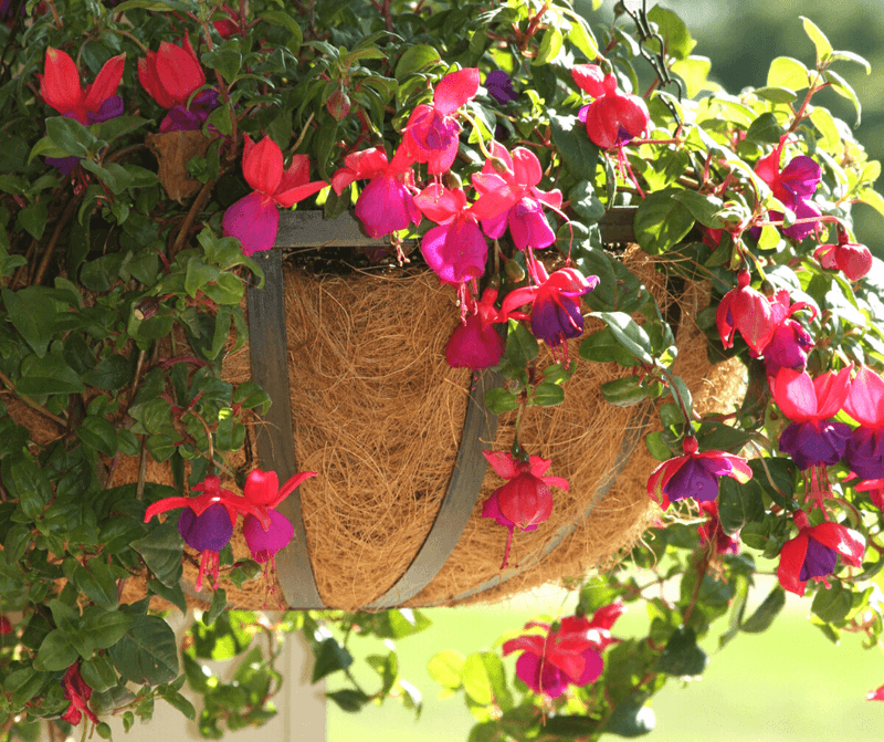 Keep Soil Evenly Moist