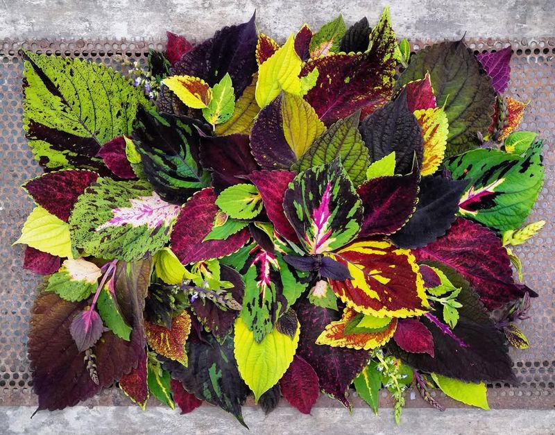 Improve Heavy Georgia Soil With Compost Before Planting Outside