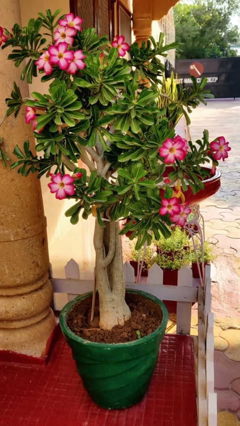 Water Deeply, Then Let The Soil Dry Out Completely