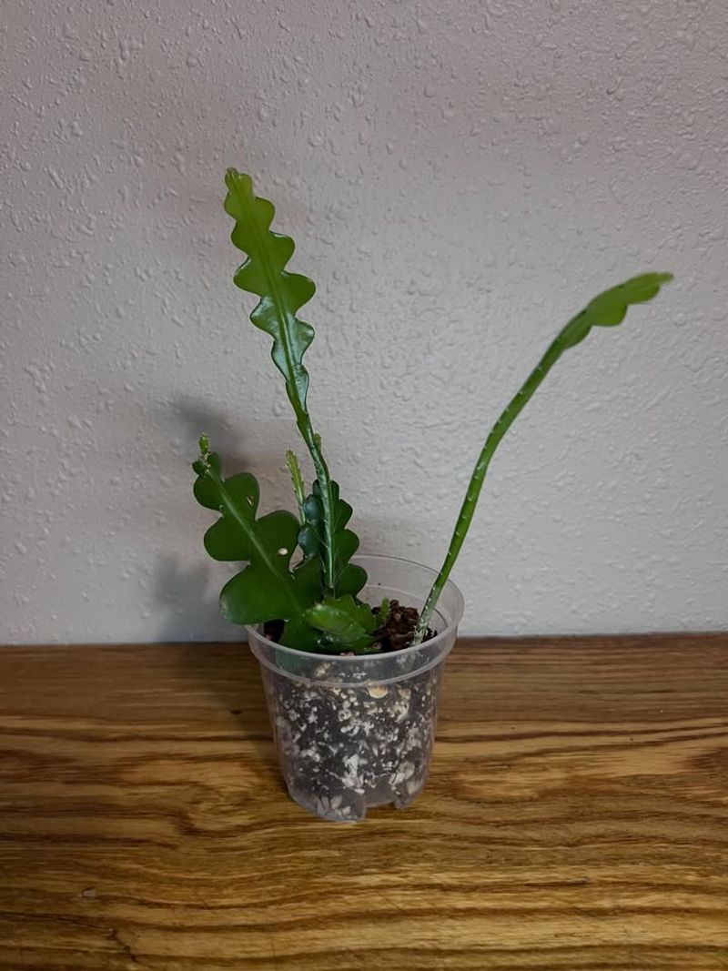 Let The Soil Dry Slightly Between Waterings