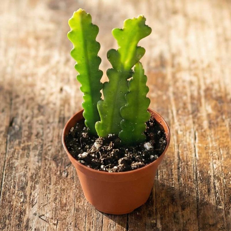 Use Fast-Draining Soil