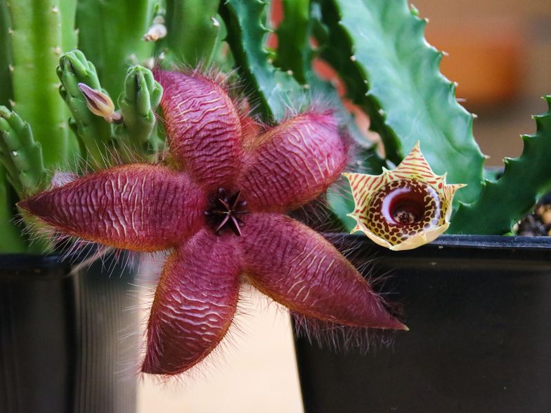 Use Fast Draining Cactus Soil