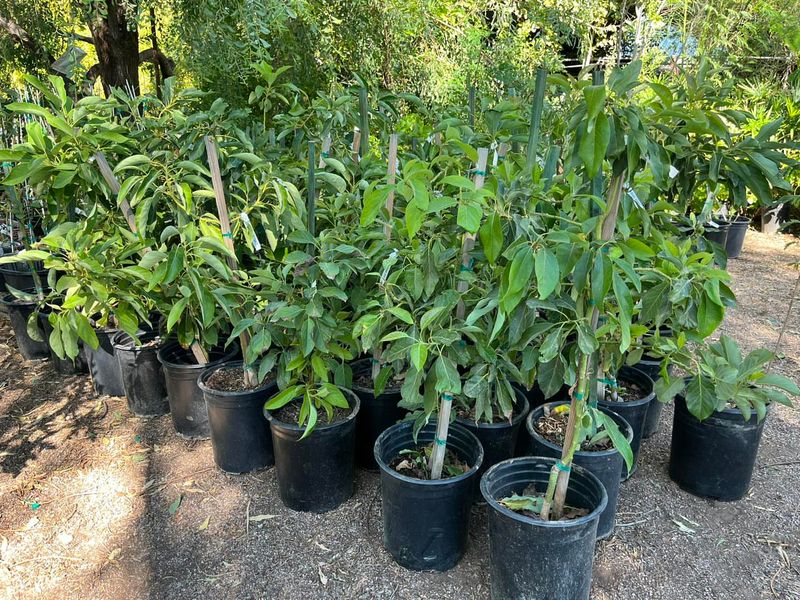 Plant High, Not Deep