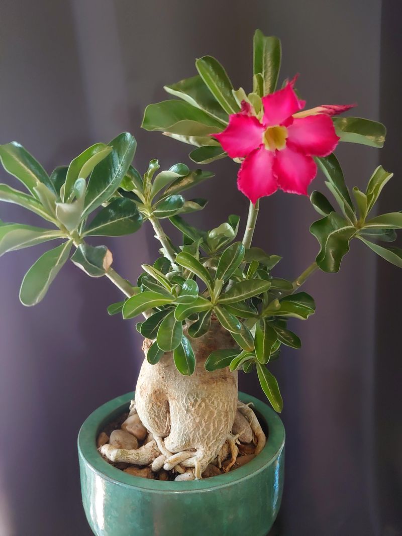 Use Fast-Draining Potting Mix To Prevent Root Stress