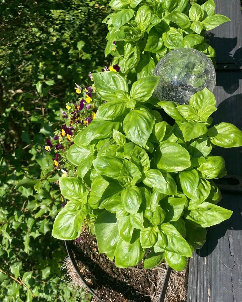 Protect Tender Herbs From Inland Summer Heat Waves