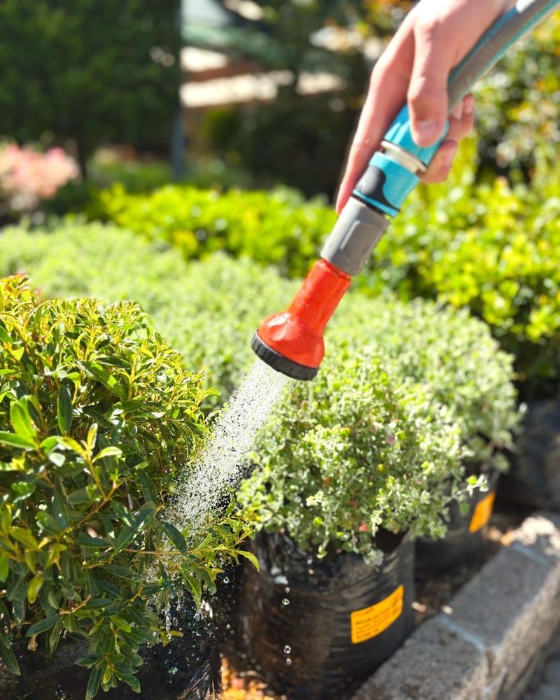 Water Regularly To Keep Soil Slightly Moist