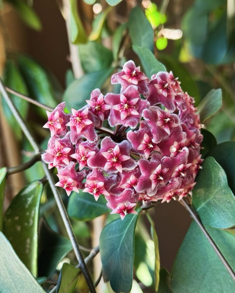 Be Patient As Hoyas Naturally Grow And Bloom Slowly