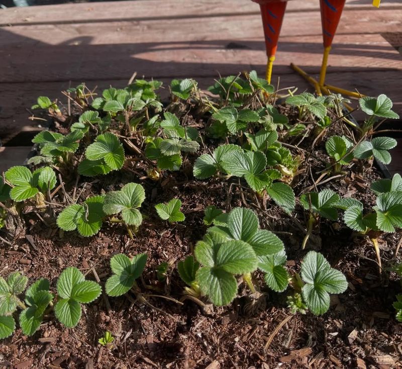 Prepare Loose, Well-Drained Soil Before Planting