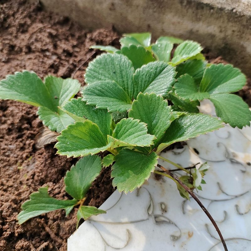 Plant In Well-Drained Soil