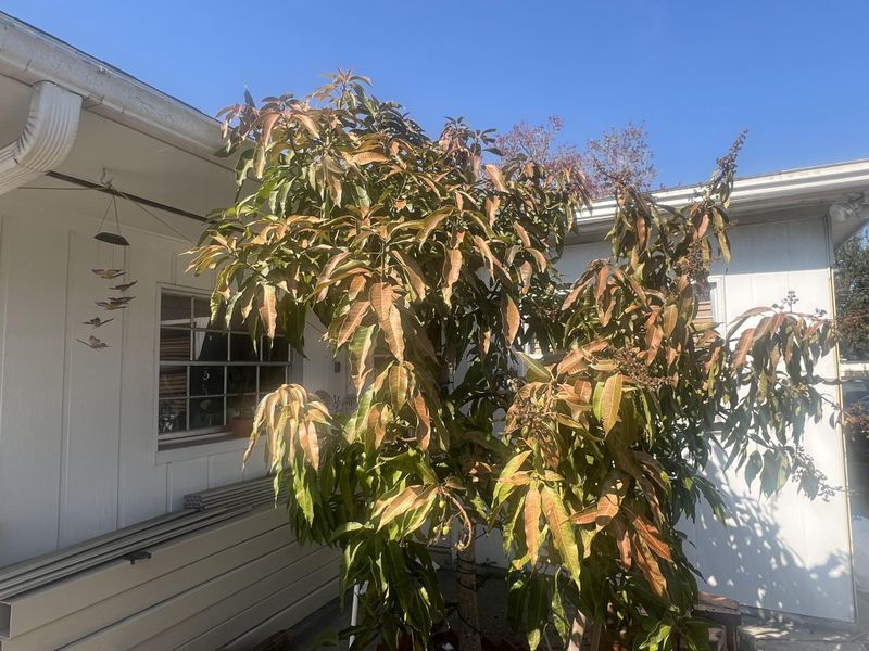 Prevent Long Term Weakening After Frost