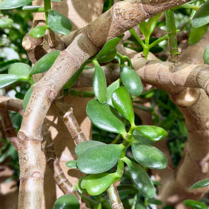 Stop Watering So Much During Fall