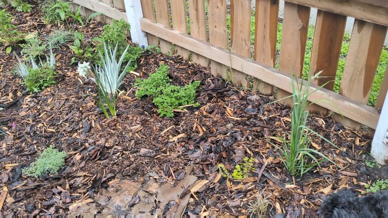 Pull Back Winter Mulch