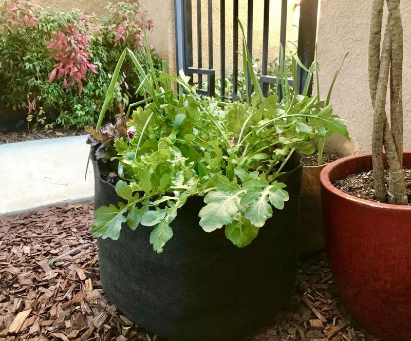 Fabric Grow Bags (Food-Safe Material)