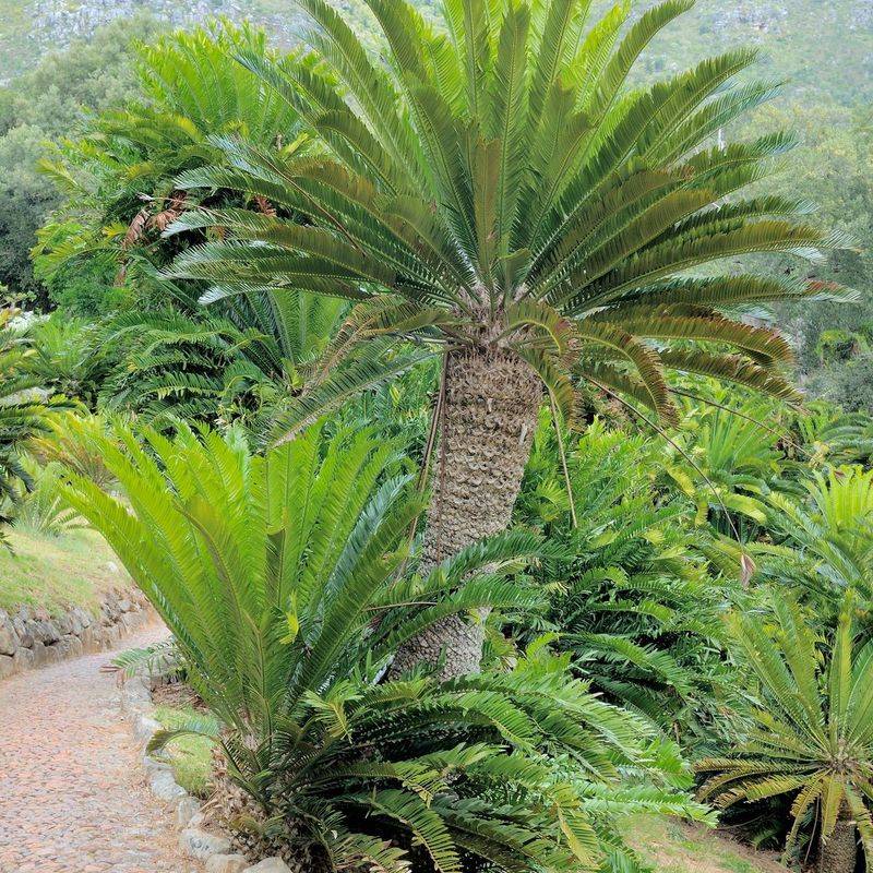 Why These Ancient Plants Matter