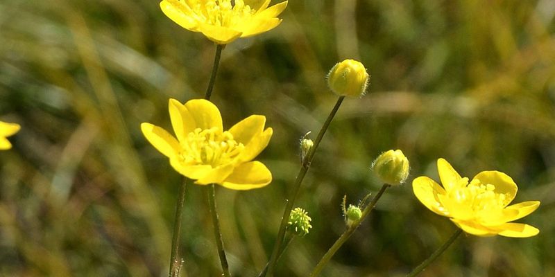 Western Buttercup (Ranunculus occidentalis)