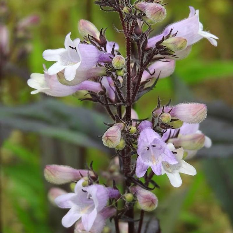 Penstemon Builds Buds Ahead Of Early Spring Color
